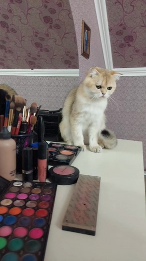 Zoo_JASMİN🦂🥰 (@zoo_jasmin)’s videos with original sound - jharna bhagwani