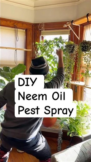 DIY Neem Oil Pest Spray