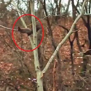 1.9M views · 3.9K reactions | Top 5 best eagle attacks caught on camera. | Healthy From Within | Facebook