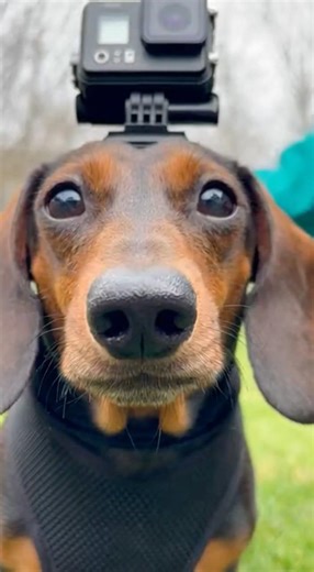 Chunky Sends Tootsie Into Gopher Holes... Poker Night Turns Hostile 🤬🃏