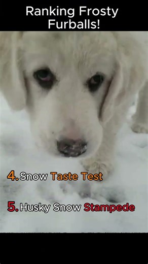 Top 5 Dogs Going CRAZY in the Snow! ❄️🐶 #DogsInSnow #SnowDogs