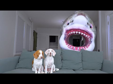 Dogs vs Shark Prank: Funny Dogs Maymo & Potpie Get Help from Puppy Indie to Battle Sharks!