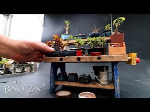 My Mini Bonsai Bench and Tree Updates, The Bonsai Zone, April 2023