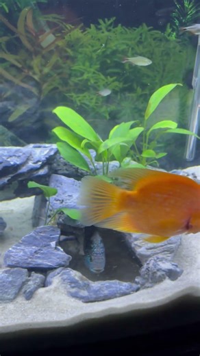 🐟 Jack Dempsey Fish Remodeling the Tank