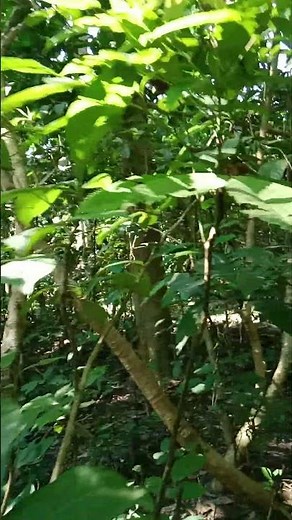 Jungle safari & Forest explore | Jungle short video | jungle vlog | forest trip | #nature