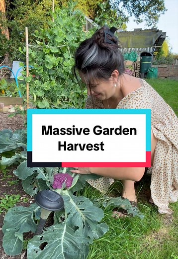 Biggest harvest so far!! #gardenharvest #foodfromscratch #gardentok | Garden Harvest