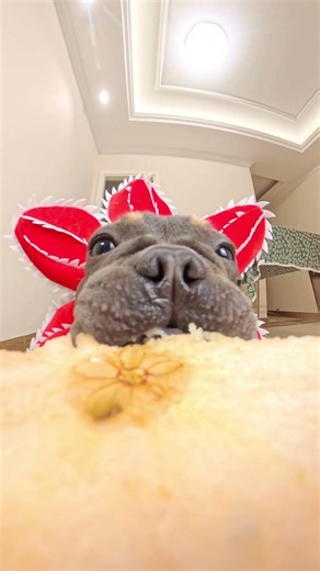 The dog eats a pear, it's super crisp! #This puppy is so adorable