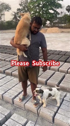 Leo and Lucky#dogs #shitzu