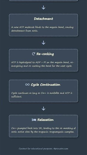 Mechanism of Muscle Contraction: Sliding Filament Theory