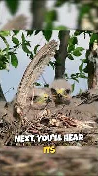What Do COMMON BUZZARDS Sound Like?