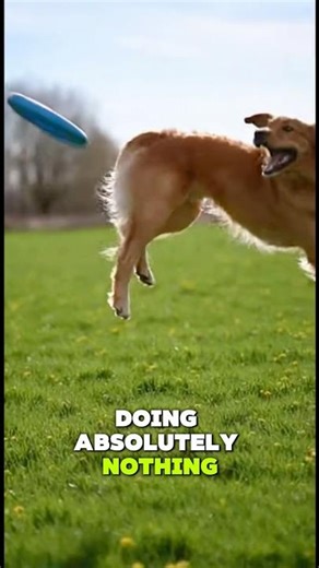 The secret identity of golden retrievers