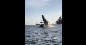 Raw Footage: Whale Watchers Crushed by Massive Breaching Humpback
