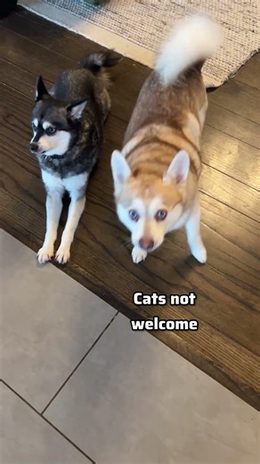 Mentioning “cat” to my dogs was a bad idea 👎