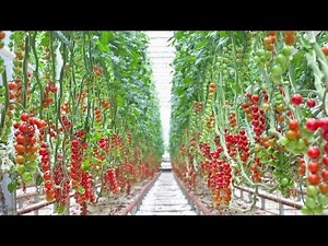 🔴Advanced greenhouses in the Netherlands | Tomatoes farming