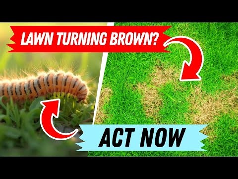 Stop Sod Webworms Before They Destroy Your Grass 🐛