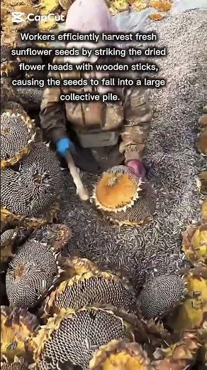 Manual Sunflower Seed Harvesting Process