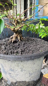 6.4K views · 51 reactions | Root program process #wrightiareligiosa #bonsaitree | Imelda Bonsai | Facebook