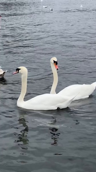 Craziest Dream Last Night About Swan Transformation