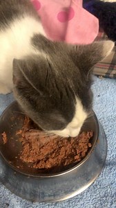 Resevered 💜💜This is a difficult one. This kitten came in very nervous and defensive but clearly wants to be loved. It’s a Grey And White four month old kitten. It’s obviously had a bad start in life. Has anybody got time and patience for this beautiful cat | ARC - Anna's Rescue Centre