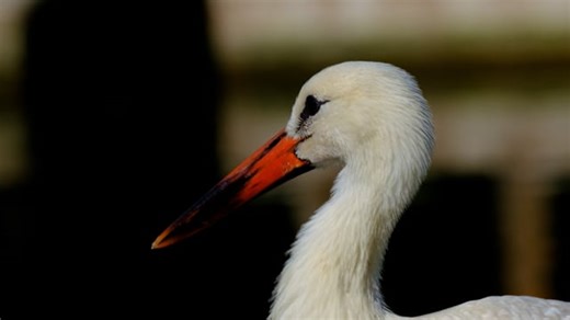 Stork, Beak, Bird. Free Stock Video