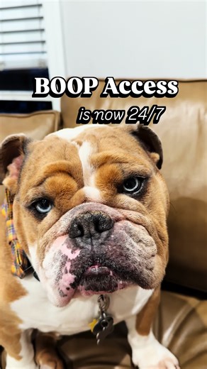 EVER WANTED TO BOOP YOUR DOG’S NOSE FOREVER?! @doggieroadtrippin tried the viral @hotpawsap at home kit — but instead of a paw print, I made a glass impression of my dog’s NOSE! Now when I’m on the road (or missing my pup at work 😭) I can still boop his snoot anytime 💋 Order your kit through the link in @DoggieRoadTrippin’s bio use code TRIPPIN10 for a discount! This is going to make the best holiday gift for any PAWrent! 🐕✨@Hot Paws @Hot Sand