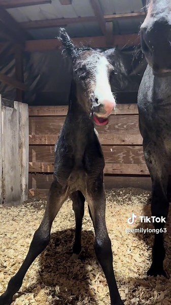 Sweet Newborn Foal Sounds to Brighten Your Day