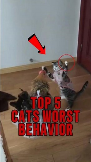 TOP 5 WORST CATS BEHAVIOR EVER #CatFails #FunnyCats #FactOrGlitch #BadCats #catbehaviorusa