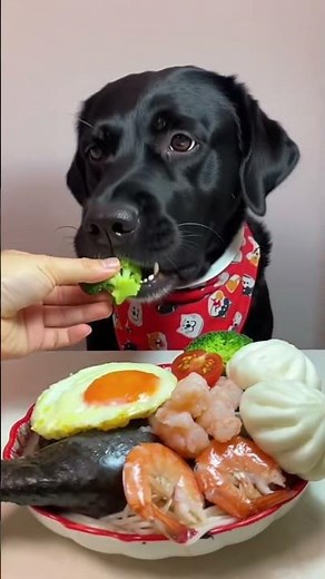 10 Super Nutritious Meals to Boost Your Dog’s Health!