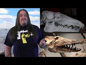 Systematic Classification of Life - ep39 Simiiformes