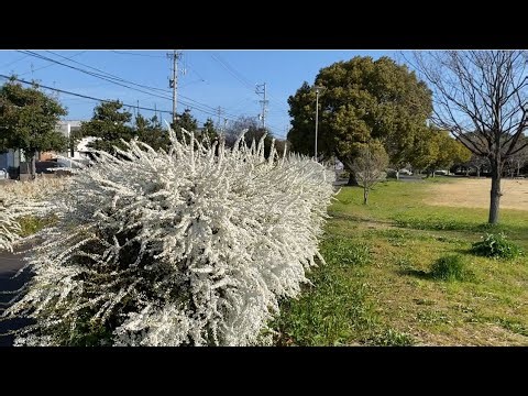 【春の公園】富田公園2026年3月中旬