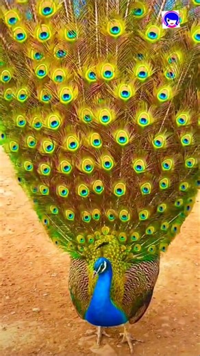 🦚The Magnificent Peacock: Stunning Feathers & Fascinating Facts! #peacock #shorts #peacockdemo