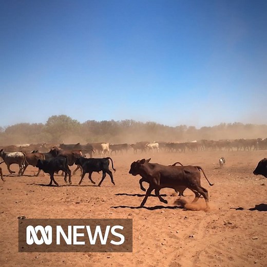It's all hands on deck at Neutral Junction Station - dogs, helicopters, bikes and horses are being used for mustering. The station has moved 1200 head of cattle in the last week alone! | ABC Darwin