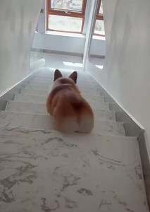 Ass downstairs 🐶😂😂 | Cuteanimalshare