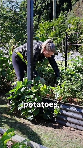 When to Harvest Sweet Potatoes?🍠 (don't miss this sign)