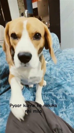 Pyaar mein dhoka khaaya noddy🥲🥲🤣🤣