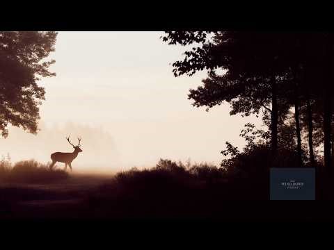 Forest Ecosystems Explained - Layers, Life, and Natural Cycles - Calm Science Documentary for Sleep