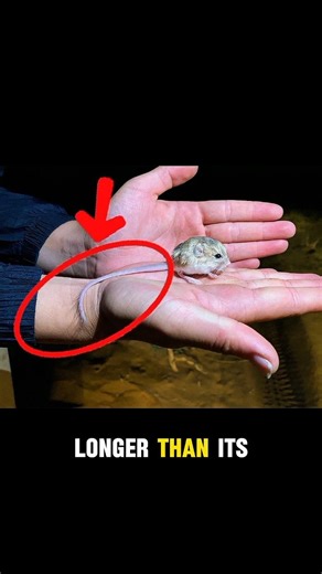 Top Three Pygmy Jerboa Amazing Facts #facts #animallife #animals #wildlife #amazing #viral #shorts