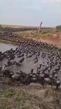 Wildebeest Migration Crossing the Mara River – Epic Serengeti Safari 2025