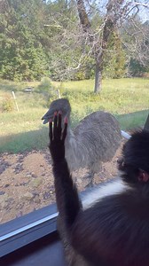 539K views · 22K reactions | Why does this dinosaur keep following me around 廊 | Keke The Spider Monkey | Facebook