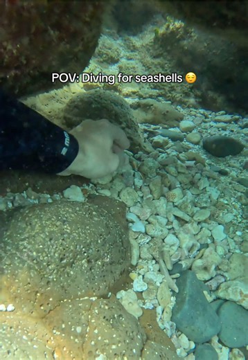 Diving for Seashells in Hawaii: A Unique Experience
