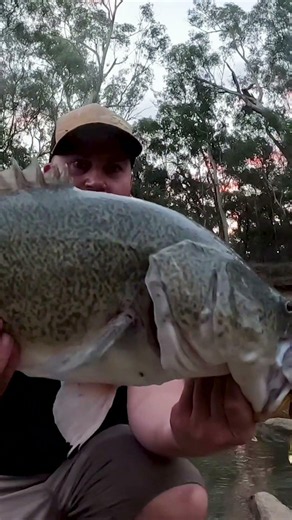 Murray cod fishing log hopping the river #fishing #shorts #murraycod #spinnerbait #lurefishing #lure