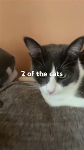 Minecraft cat vs real cat