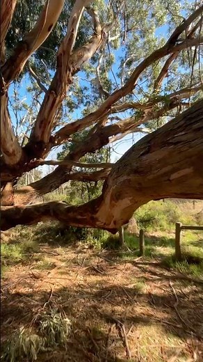 EUCALYPTUS: MORE IMPORTANT THAN YOU THINK!