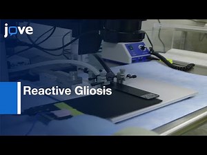 Reactive Gliosis (In Vivo) by a Forebrain Stab Injury | Protocol Preview