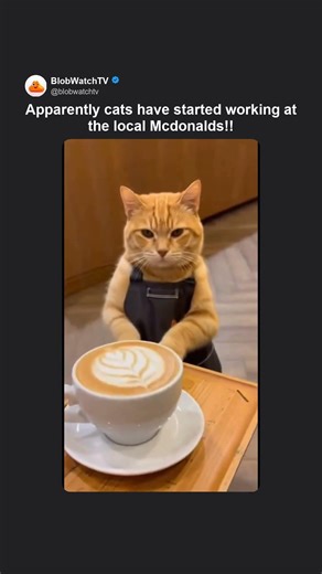 Apparently cats work at Mcdonalds now 😂🍟