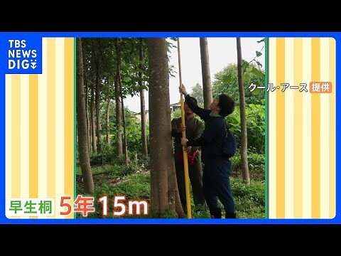 植樹が世界を救う！？5年で15mにまで成長する「早生桐」が大注目！｜TBS NEWS DIG