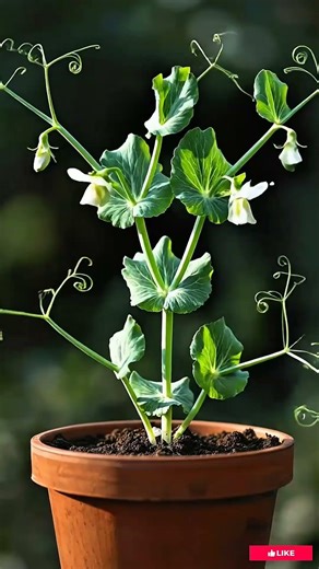 How a pea plant Grows 🌱 #shorts #gardening