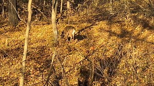 Tonight was slow but this morning I saw 4 different bucks chasing does. Best one was 10 minutes before shooting time. All were 3 years old or less. This guy came around several times grunting along the way. Volume up! Trying another property in the morning. | Bowhunting Fanatic