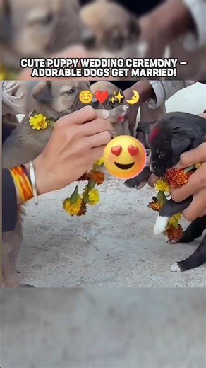 CUTE PUPPY WEDDING CEREMONY – ADORABLE DOGS GET MARRIED!
