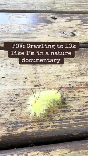 Exploring the American Dagger Moth Caterpillar